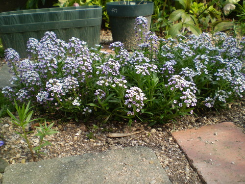a0135990_2141496.jpg