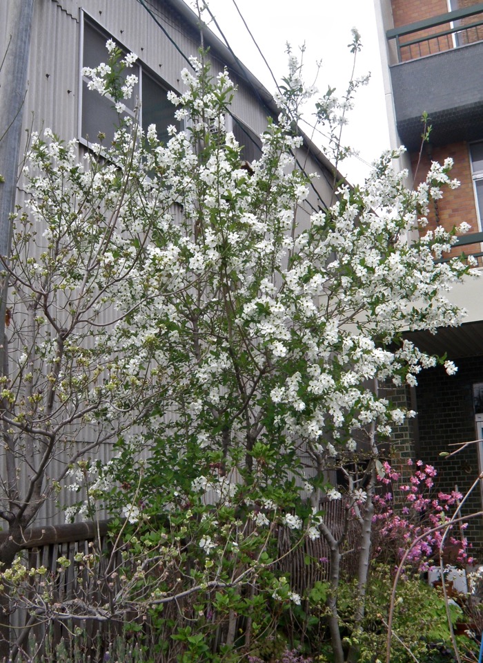 花芯を近くで見ました リキュウバイの花 楽餓鬼