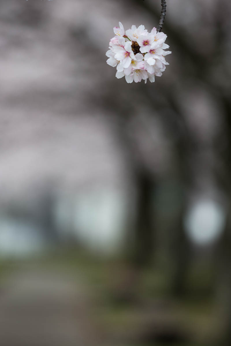 公園の桜　前編_c0298391_2036420.jpg