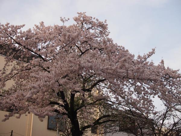 今年最後の桜かな？_c0028792_2137564.jpg