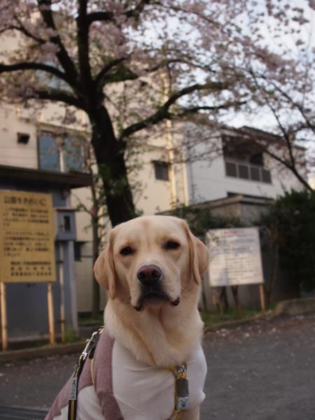 今年最後の桜かな？_c0028792_21383593.jpg