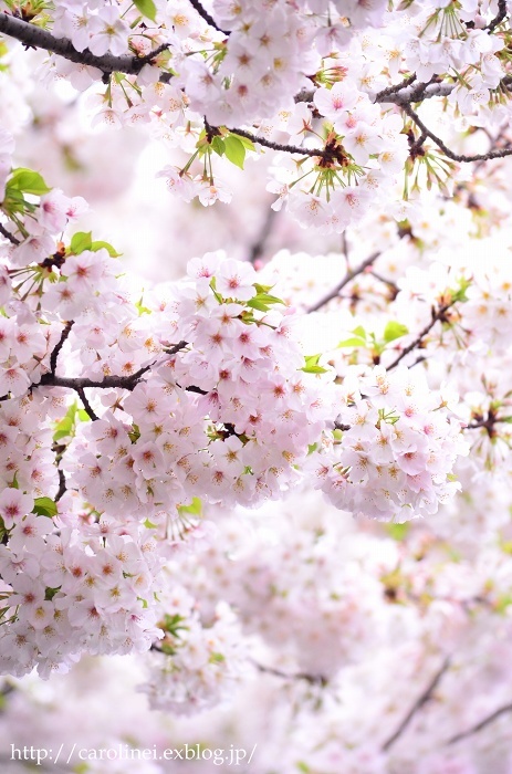 お花見　　　Cherry Blossom Viewing_d0025294_12122978.jpg