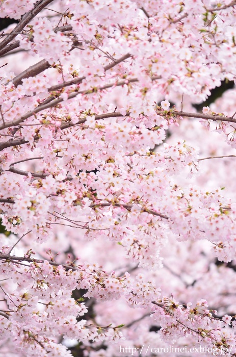 お花見　　　Cherry Blossom Viewing_d0025294_12131123.jpg