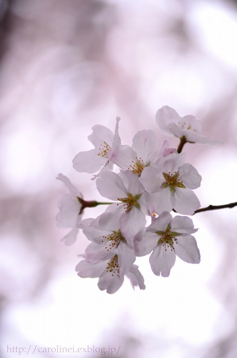 お花見　　　Cherry Blossom Viewing_d0025294_12155676.jpg