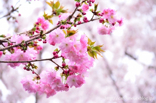 お花見　　　Cherry Blossom Viewing_d0025294_12162598.jpg