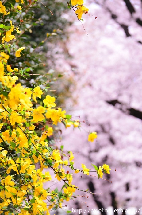 お花見　　　Cherry Blossom Viewing_d0025294_12173430.jpg
