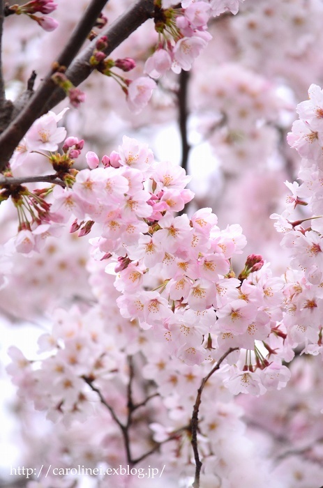 お花見　　　Cherry Blossom Viewing_d0025294_12185639.jpg