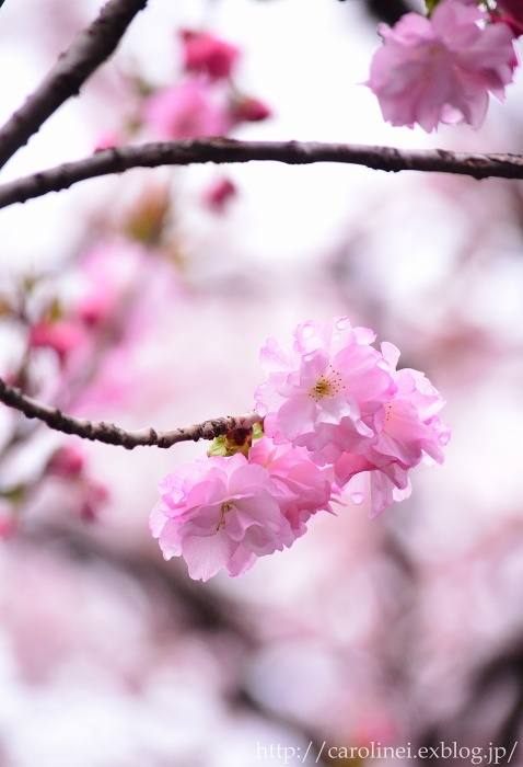 お花見　　　Cherry Blossom Viewing_d0025294_12221530.jpg