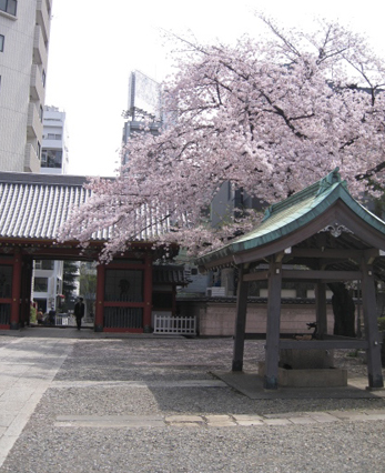 お花見日和−2_f0061394_16132154.jpg