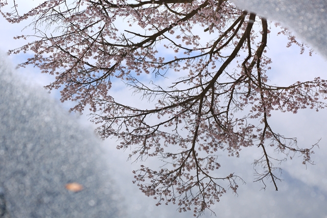 桜　さくら　その1　愛知池_b0236595_216337.jpg