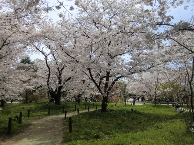 京都植物園へお花見に行ってきました。①_b0044296_22182186.jpg