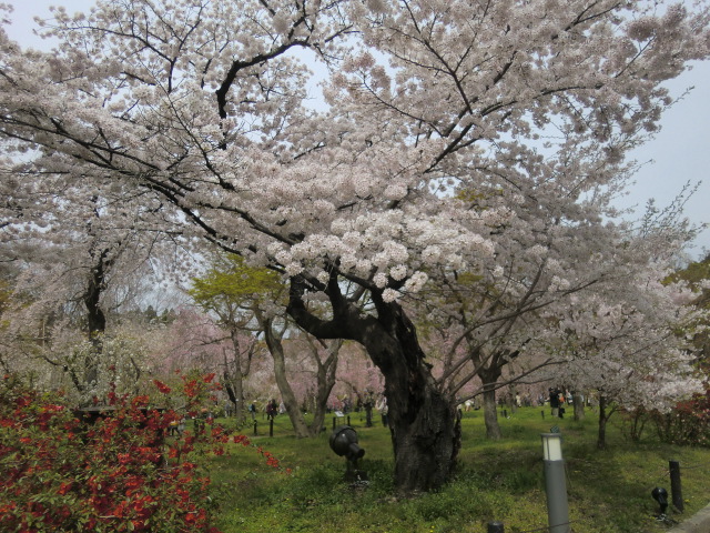 京都植物園へお花見に行ってきました。①_b0044296_22214097.jpg