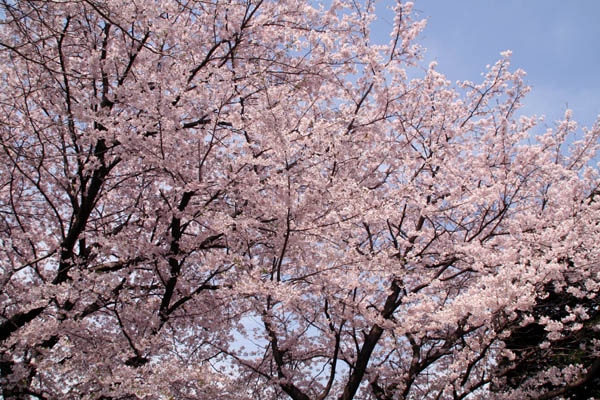 今年も北星神社に桜を見に行きました_a0201202_10182757.jpg