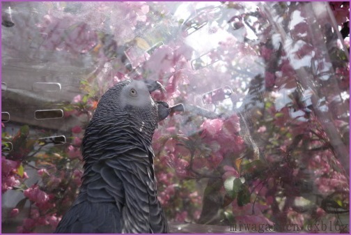 お花見ヨウムのクッキー君　2016　ハナカイドウ編_c0302102_22471068.jpg