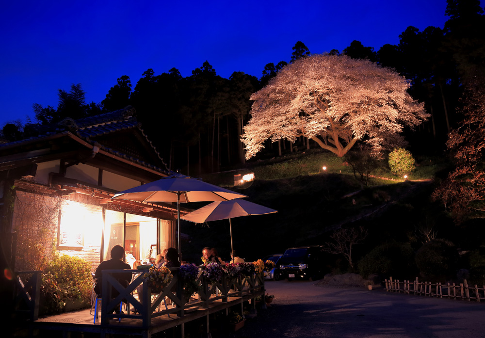 cafe西洋館ｉｎ松国の大山桜_e0093903_12145484.jpg