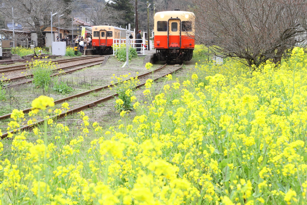 菜の花の駅 - 2016年・小湊鐵道 - _b0190710_23201888.jpg
