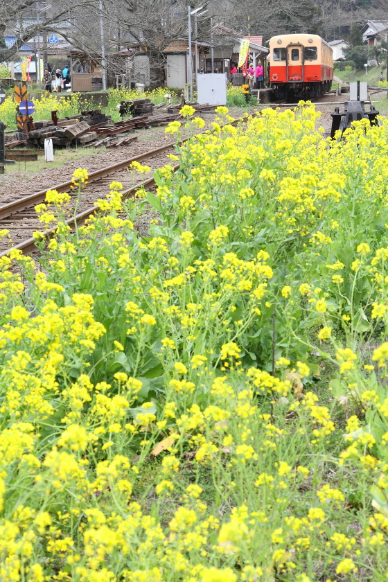 菜の花の駅 - 2016年・小湊鐵道 - _b0190710_23203821.jpg