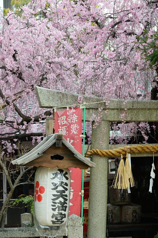 京の枝垂れ桜巡り2016＠水火天満宮_f0032011_19415769.jpg