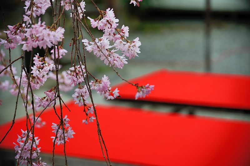 京の枝垂れ桜巡り2016＠水火天満宮_f0032011_19571048.jpg