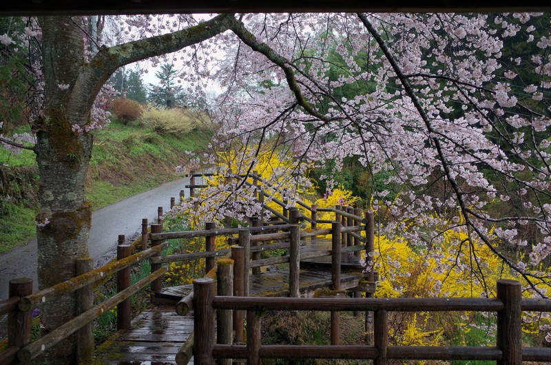 雨の昌福寺_a0268412_22531298.jpg