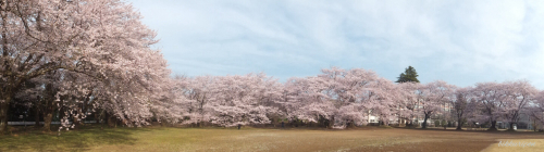 近場の桜_d0344913_08490101.jpg