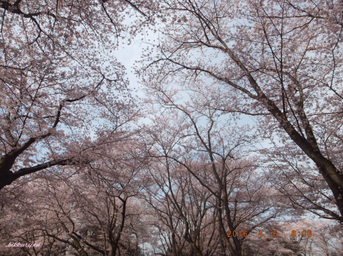 近場の桜_d0344913_08493949.jpg