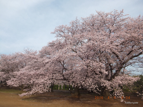 近場の桜_d0344913_09183741.jpg