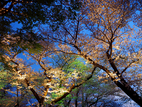 遊園地の夜桜　（４月６日　「としまえん」にて）_a0023315_1655332.jpg