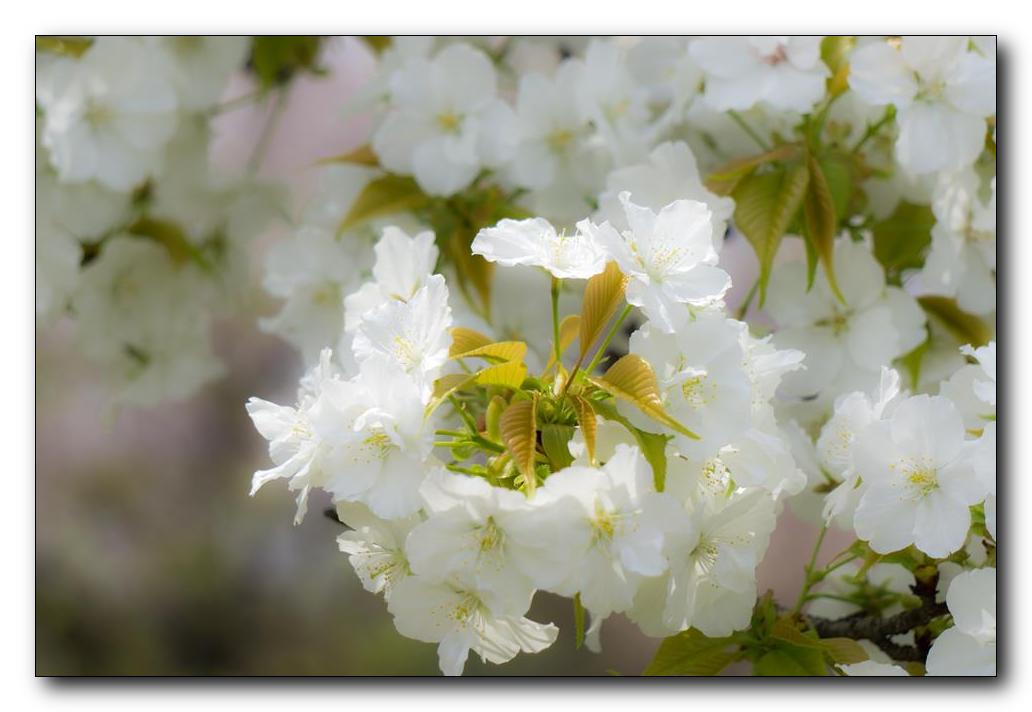 百花楼乱-千早桜。_f0222919_14423398.jpg