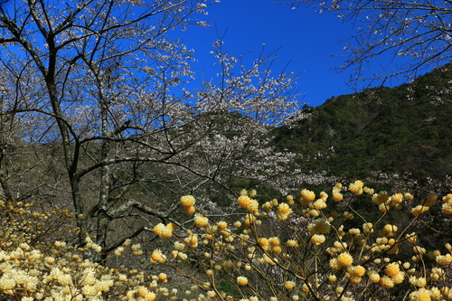 西米良村のみつまたの花と水上村の桜_b0258821_219237.jpg