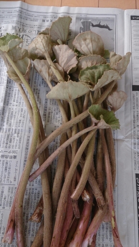 c0117621_00204090.jpg