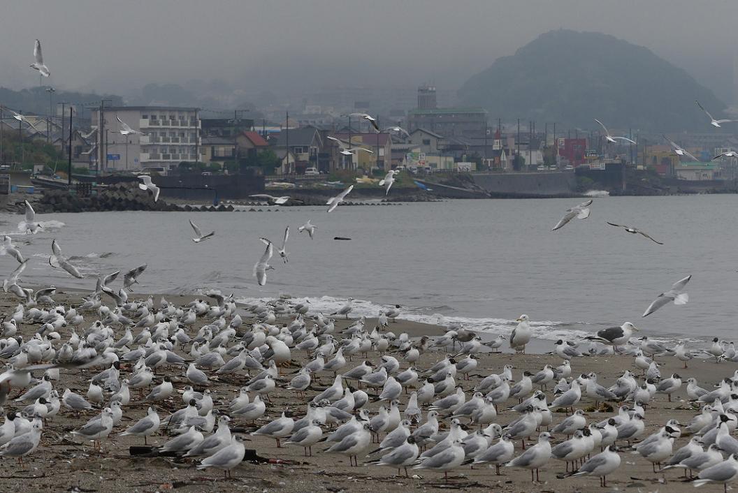 今 日 の 浜 辺　No.74_d0039021_1848261.jpg