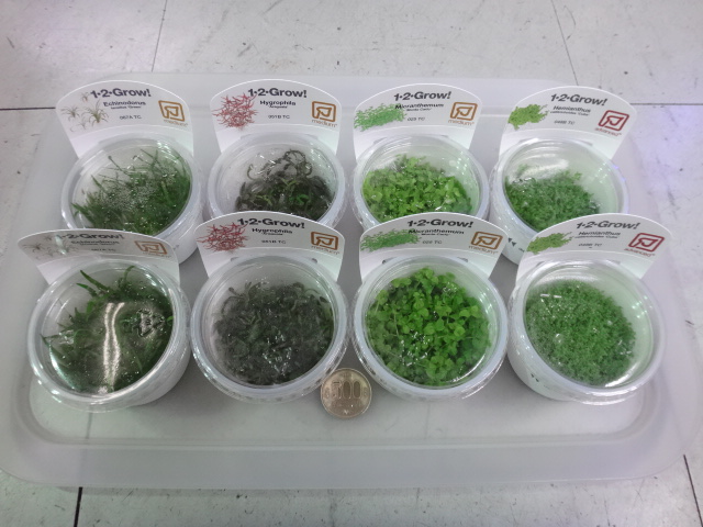 160407 熱帯魚・淡水魚・水草・観葉植物_f0189122_1384234.jpg
