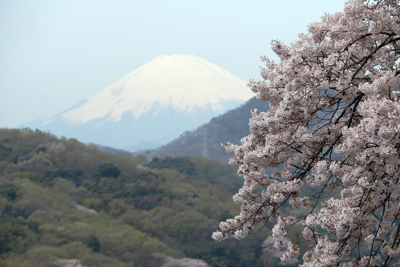 桜と富士山_d0240223_711152.jpg