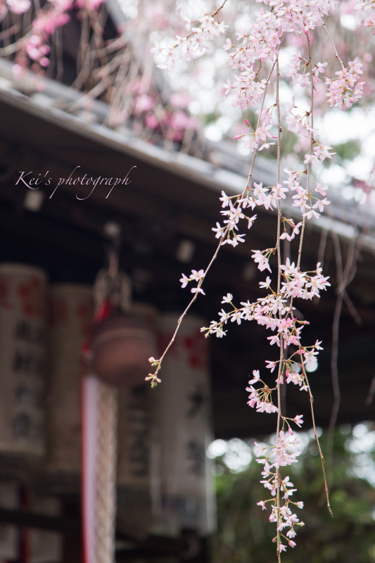 紅枝垂桜　　〜水火天満宮（京都）〜_c0235725_14163854.jpg