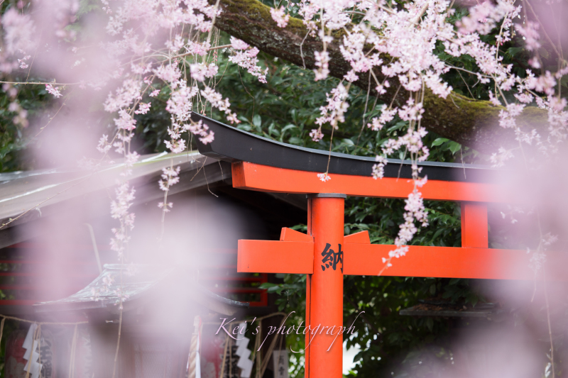 紅枝垂桜　　〜水火天満宮（京都）〜_c0235725_14165852.jpg