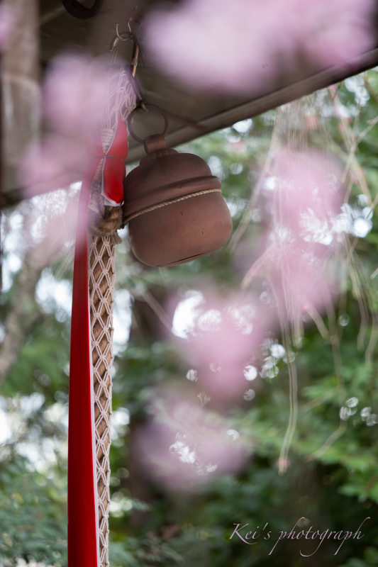 紅枝垂桜　　〜水火天満宮（京都）〜_c0235725_14174807.jpg