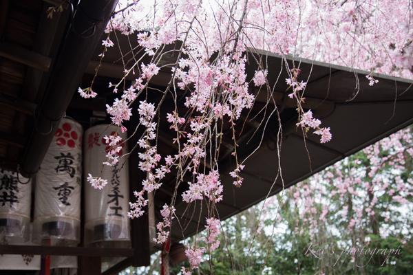 紅枝垂桜　　〜水火天満宮（京都）〜_c0235725_15170700.jpg