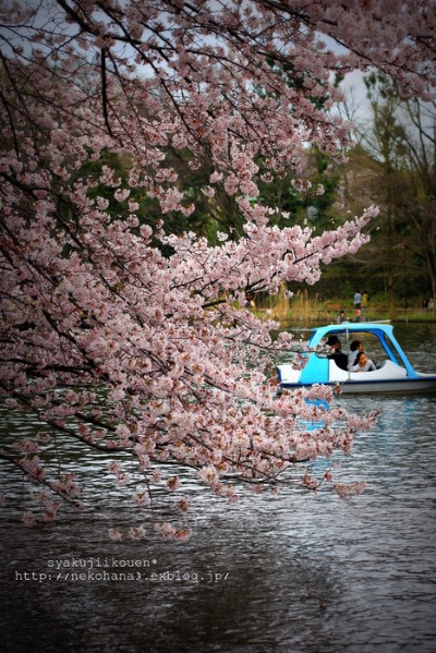 石神井公園の桜_f0210625_23234572.jpg