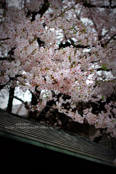 石神井公園の桜_f0210625_23261715.jpg