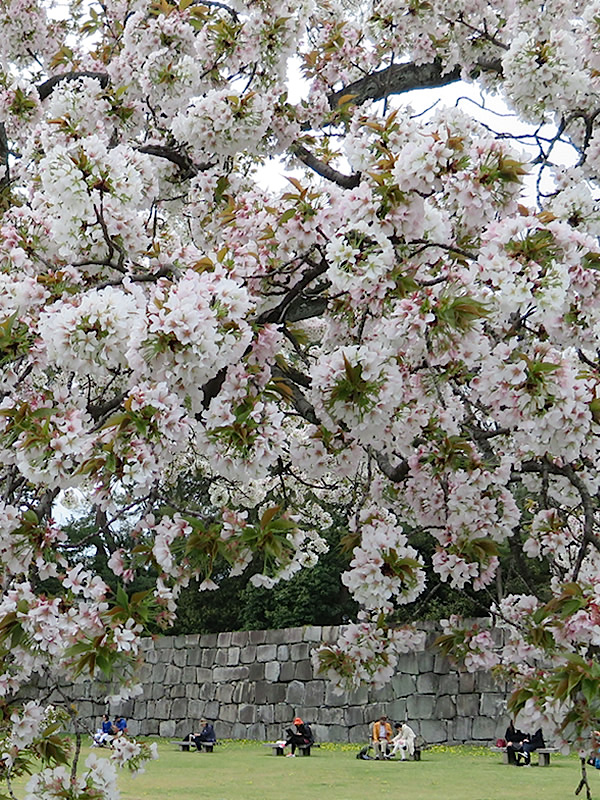 ぶらり京都-109 [二条城・もののふの桜]_d0352628_14344552.jpg