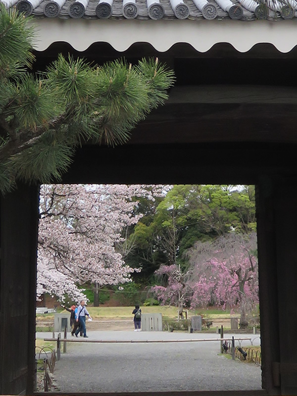 ぶらり京都-109 [二条城・もののふの桜]_d0352628_1436482.jpg