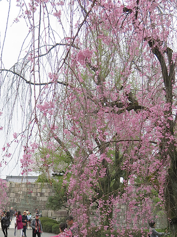 ぶらり京都-109 [二条城・もののふの桜]_d0352628_15501599.jpg