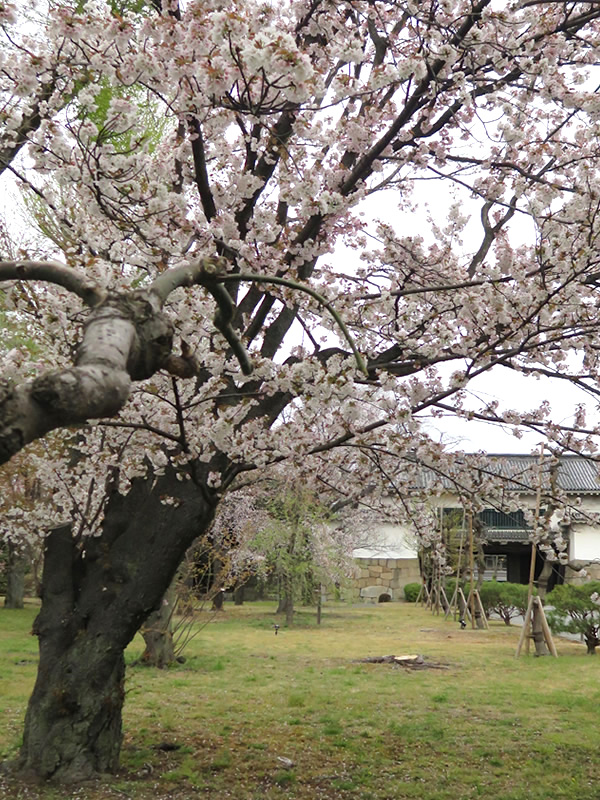 ぶらり京都-109 [二条城・もののふの桜]_d0352628_161125.jpg