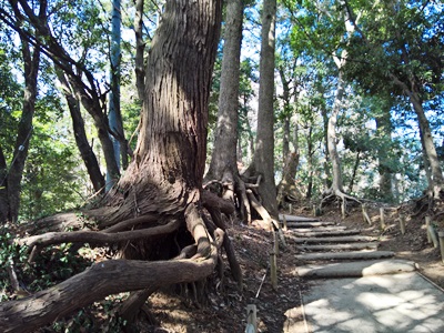 日本2016: 高尾山で心の洗濯_d0113429_6125556.jpg