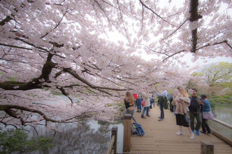 SAKURA　　・・・新宿御苑・・・_f0333031_07451364.jpg