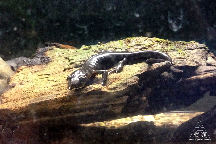 413 旭山動物園 ~家族で動物園~_c0211532_23271291.jpg