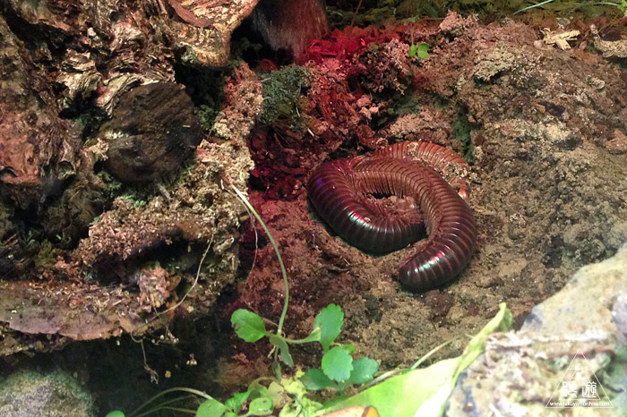 413 旭山動物園 ~家族で動物園~_c0211532_23275224.jpg