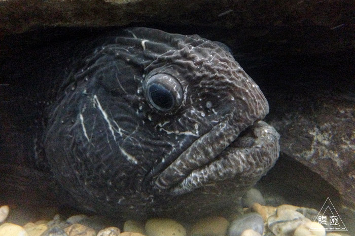 413 旭山動物園 ~家族で動物園~_c0211532_23291464.jpg