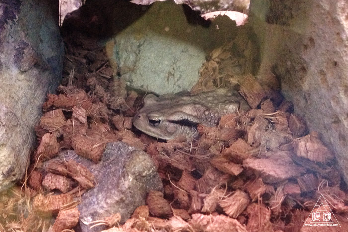 413 旭山動物園 ~家族で動物園~_c0211532_2394161.jpg